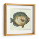 Mariposa Peces I - Vision Studio | Cuadro decorativo de Canvas Lab
