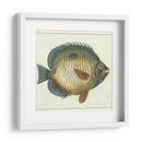 Mariposa Peces I - Vision Studio | Cuadro decorativo de Canvas Lab