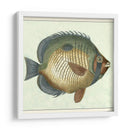 Mariposa Peces I - Vision Studio | Cuadro decorativo de Canvas Lab