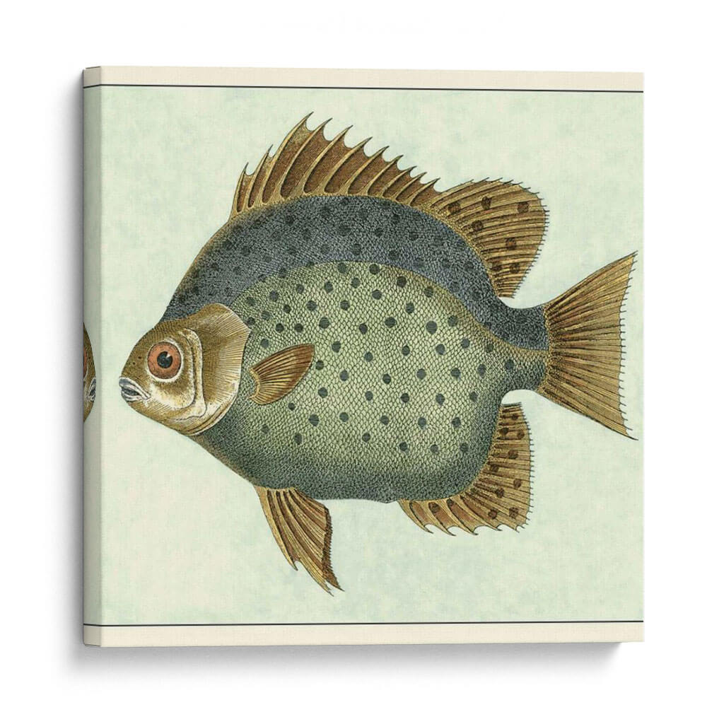 Mariposa Peces Ii - Vision Studio | Cuadro decorativo de Canvas Lab