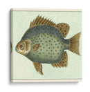 Mariposa Peces Ii - Vision Studio | Cuadro decorativo de Canvas Lab