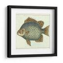 Mariposa Peces Ii - Vision Studio | Cuadro decorativo de Canvas Lab