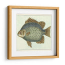 Mariposa Peces Ii - Vision Studio | Cuadro decorativo de Canvas Lab