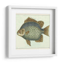 Mariposa Peces Ii - Vision Studio | Cuadro decorativo de Canvas Lab