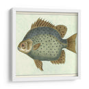 Mariposa Peces Ii - Vision Studio | Cuadro decorativo de Canvas Lab