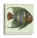 Angel Fish I - Vision Studio | Cuadro decorativo de Canvas Lab