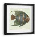 Angel Fish I - Vision Studio | Cuadro decorativo de Canvas Lab