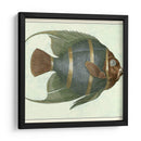 Angel Fish I - Vision Studio | Cuadro decorativo de Canvas Lab