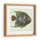 Angel Fish I - Vision Studio | Cuadro decorativo de Canvas Lab