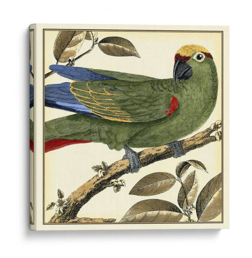 Loro Tropical I - Martinet | Cuadro decorativo de Canvas Lab