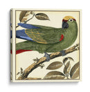 Loro Tropical I - Martinet | Cuadro decorativo de Canvas Lab