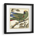 Loro Tropical I - Martinet | Cuadro decorativo de Canvas Lab