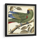 Loro Tropical I - Martinet | Cuadro decorativo de Canvas Lab