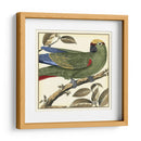 Loro Tropical I - Martinet | Cuadro decorativo de Canvas Lab