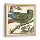 Loro Tropical I - Martinet | Cuadro decorativo de Canvas Lab