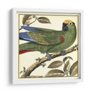 Loro Tropical I - Martinet | Cuadro decorativo de Canvas Lab