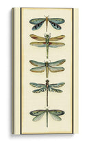 Coleccionista De Libélula I - Chariklia Zarris | Cuadro decorativo de Canvas Lab
