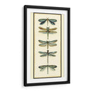 Coleccionista De Libélula I - Chariklia Zarris | Cuadro decorativo de Canvas Lab