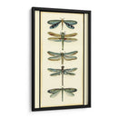 Coleccionista De Libélula I - Chariklia Zarris | Cuadro decorativo de Canvas Lab