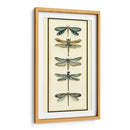 Coleccionista De Libélula I - Chariklia Zarris | Cuadro decorativo de Canvas Lab