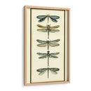 Coleccionista De Libélula I - Chariklia Zarris | Cuadro decorativo de Canvas Lab