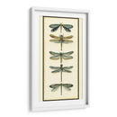 Coleccionista De Libélula I - Chariklia Zarris | Cuadro decorativo de Canvas Lab