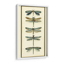 Coleccionista De Libélula I - Chariklia Zarris | Cuadro decorativo de Canvas Lab