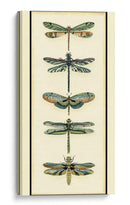 Colector De Libélula Ii - Chariklia Zarris | Cuadro decorativo de Canvas Lab