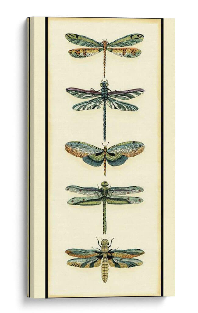 Colector De Libélula Ii - Chariklia Zarris | Cuadro decorativo de Canvas Lab
