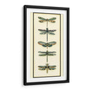 Colector De Libélula Ii - Chariklia Zarris | Cuadro decorativo de Canvas Lab