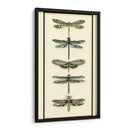 Colector De Libélula Ii - Chariklia Zarris | Cuadro decorativo de Canvas Lab