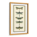 Colector De Libélula Ii - Chariklia Zarris | Cuadro decorativo de Canvas Lab