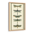 Colector De Libélula Ii - Chariklia Zarris | Cuadro decorativo de Canvas Lab