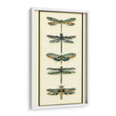 Colector De Libélula Ii - Chariklia Zarris | Cuadro decorativo de Canvas Lab