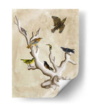 Los Ornitólogos Sueños Iii. - Naomi McCavitt | Cuadro decorativo de Canvas Lab