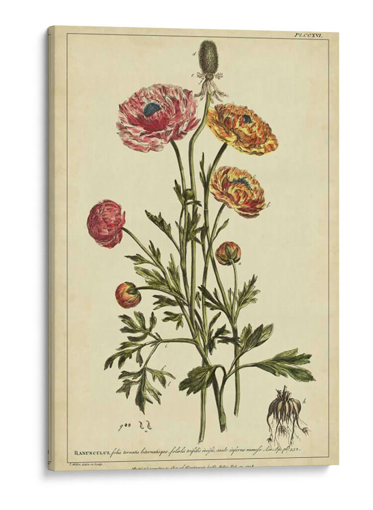 Ranunculus, Pl. Ccxvi - Philip Miller | Cuadro decorativo de Canvas Lab