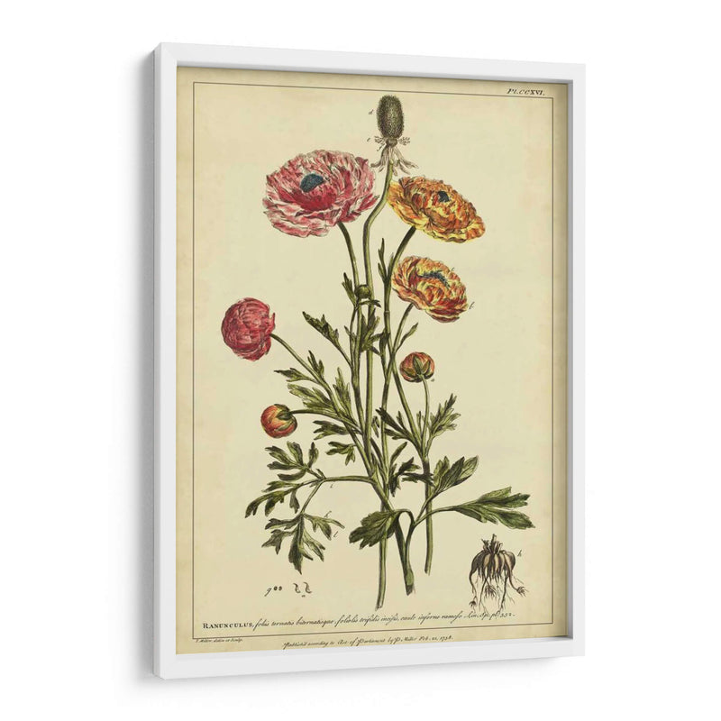 Ranunculus, Pl. Ccxvi - Philip Miller | Cuadro decorativo de Canvas Lab