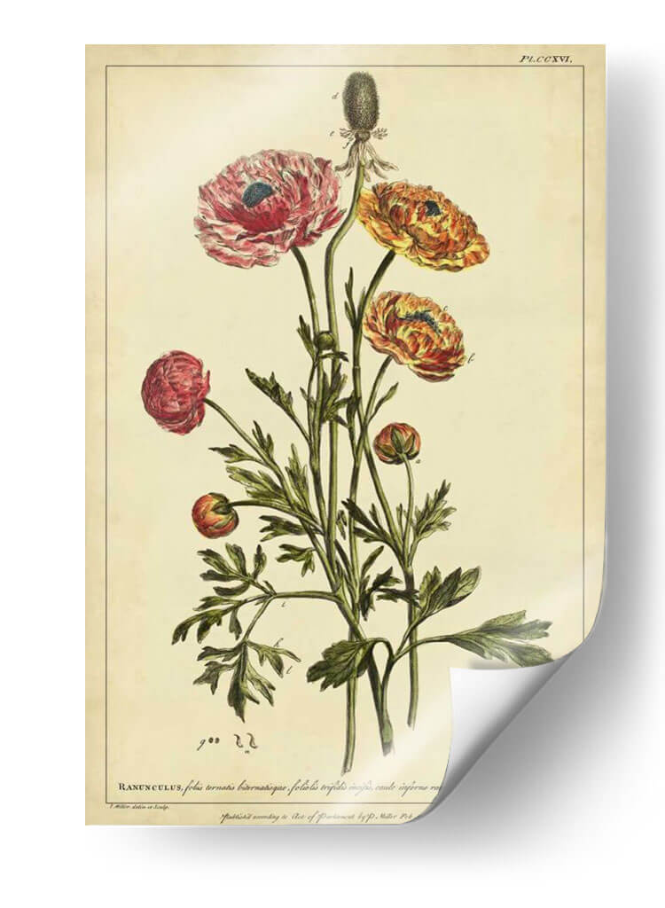 Ranunculus, Pl. Ccxvi - Philip Miller | Cuadro decorativo de Canvas Lab