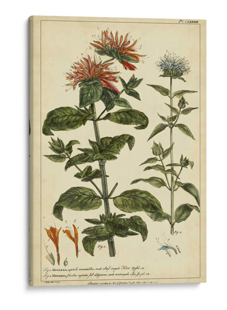 Monarda, Pl. Clxxxiii - Philip Miller | Cuadro decorativo de Canvas Lab