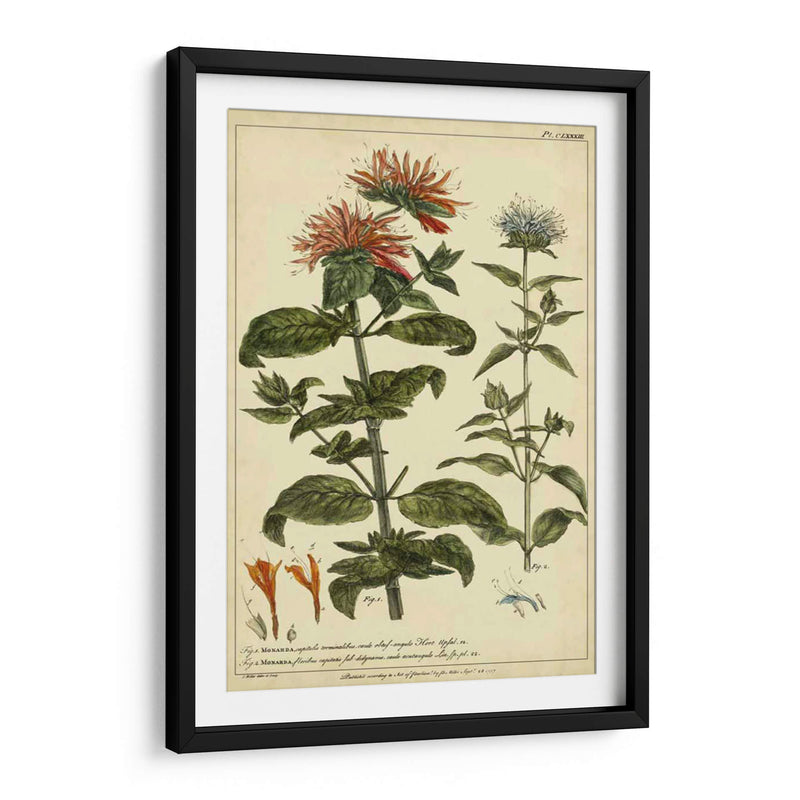 Monarda, Pl. Clxxxiii - Philip Miller | Cuadro decorativo de Canvas Lab