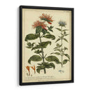 Monarda, Pl. Clxxxiii - Philip Miller | Cuadro decorativo de Canvas Lab