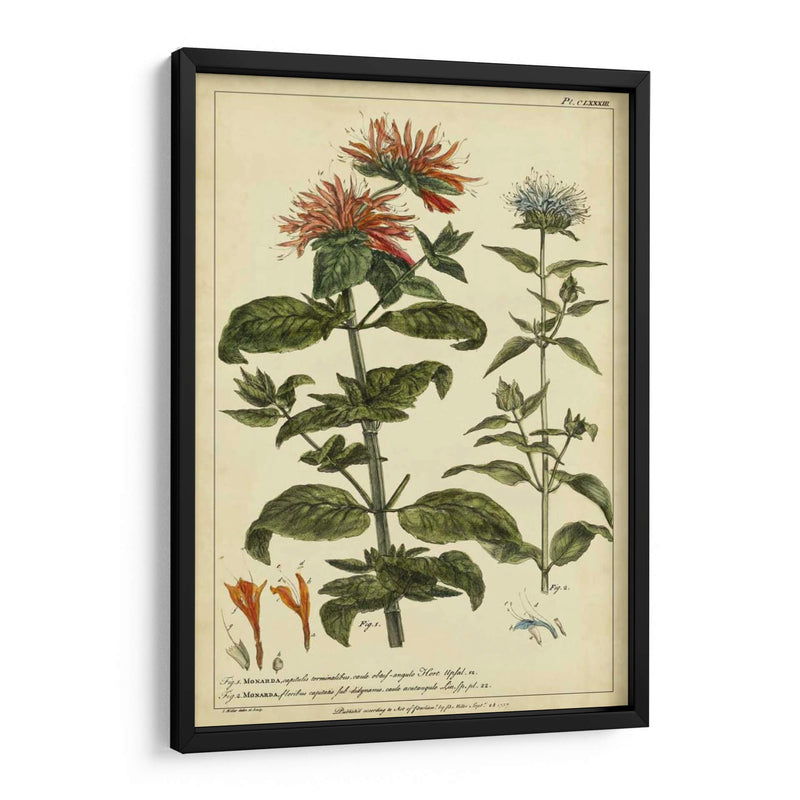 Monarda, Pl. Clxxxiii - Philip Miller | Cuadro decorativo de Canvas Lab