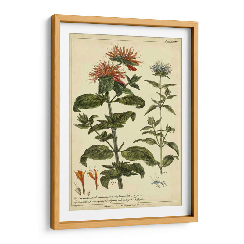 Monarda, Pl. Clxxxiii - Philip Miller | Cuadro decorativo de Canvas Lab