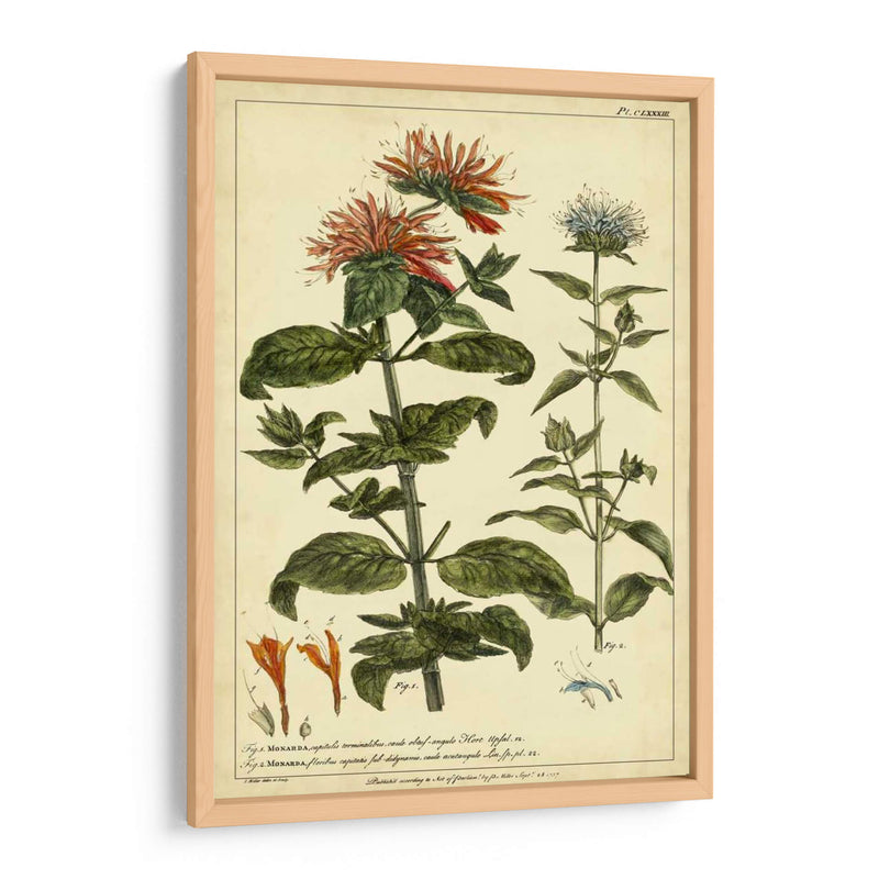 Monarda, Pl. Clxxxiii - Philip Miller | Cuadro decorativo de Canvas Lab