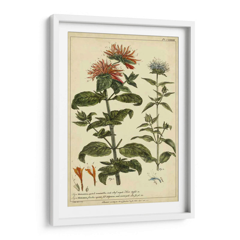 Monarda, Pl. Clxxxiii - Philip Miller | Cuadro decorativo de Canvas Lab