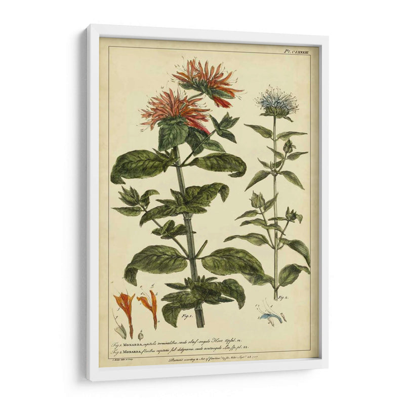 Monarda, Pl. Clxxxiii - Philip Miller | Cuadro decorativo de Canvas Lab