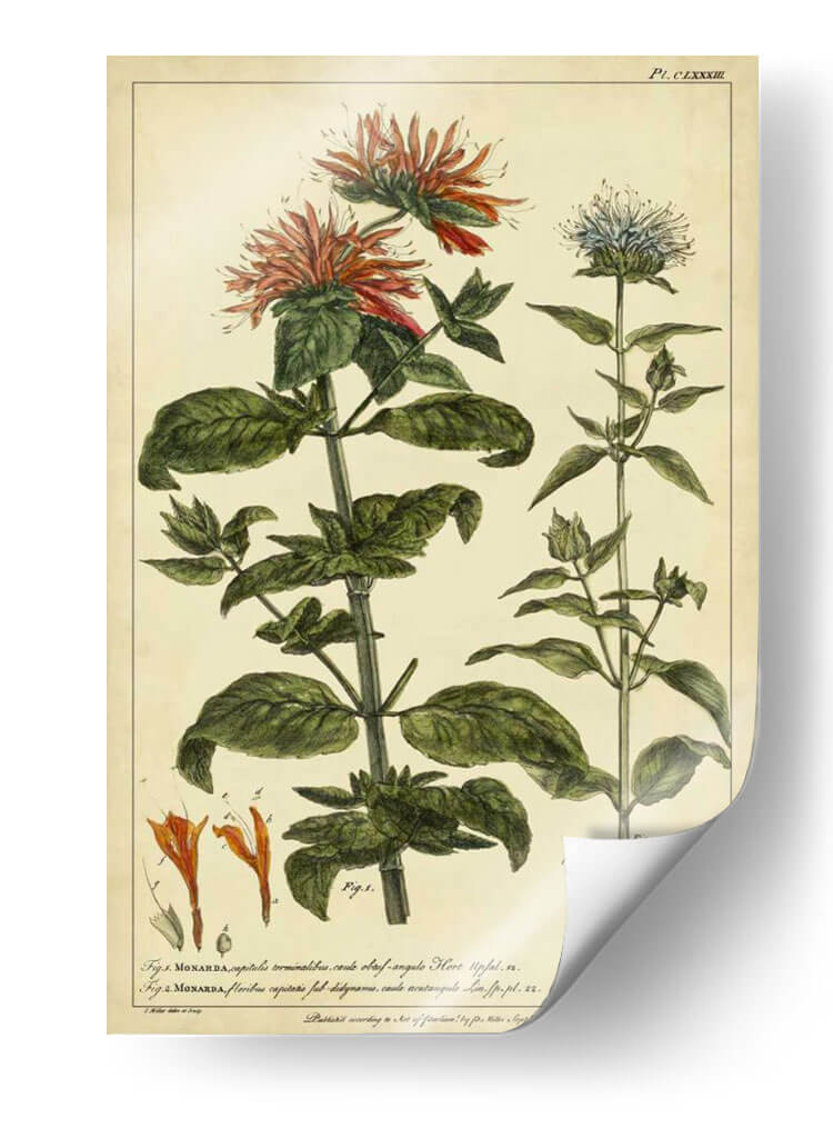 Monarda, Pl. Clxxxiii - Philip Miller | Cuadro decorativo de Canvas Lab