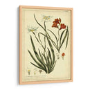 Morea Y Ixia, Pl. Ccxxxix - Philip Miller | Cuadro decorativo de Canvas Lab