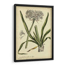 Poliantes, Pl. Ccx - Philip Miller | Cuadro decorativo de Canvas Lab