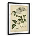 Lila, Pl. Clxiii - Philip Miller | Cuadro decorativo de Canvas Lab